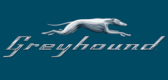 Greyhound